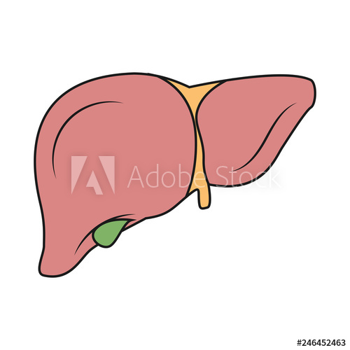 500x500 liver illustration illustration of liver gallbladder