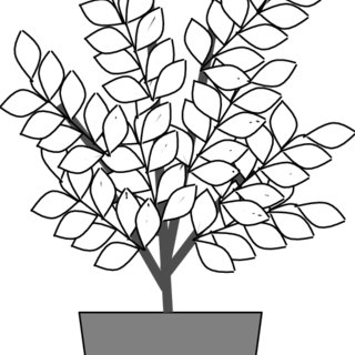 320x320 Fig Schematic Drawing Of A Brittlebush In A Gallon