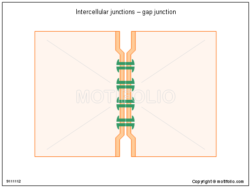 500x375 Intercellular Junctions
