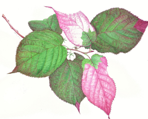 475x382 Draw The Relaxed Drop In Sessions With Botanical Artists