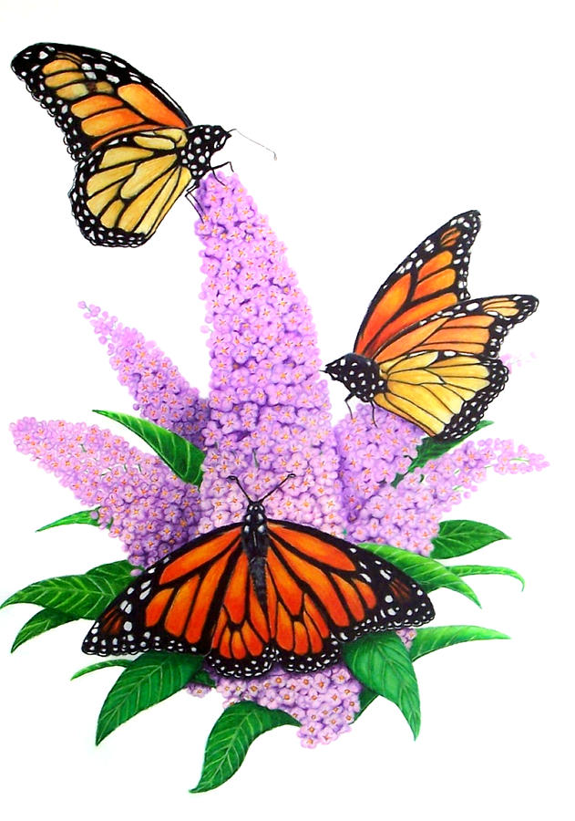 631x900 Her Majesty's Garden Drawing