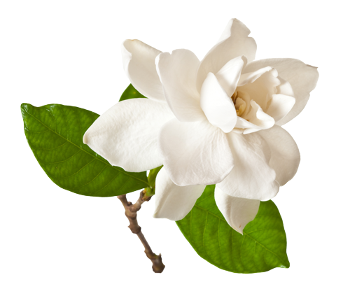 500x423 collection of free gardenia drawing plant download on ui ex