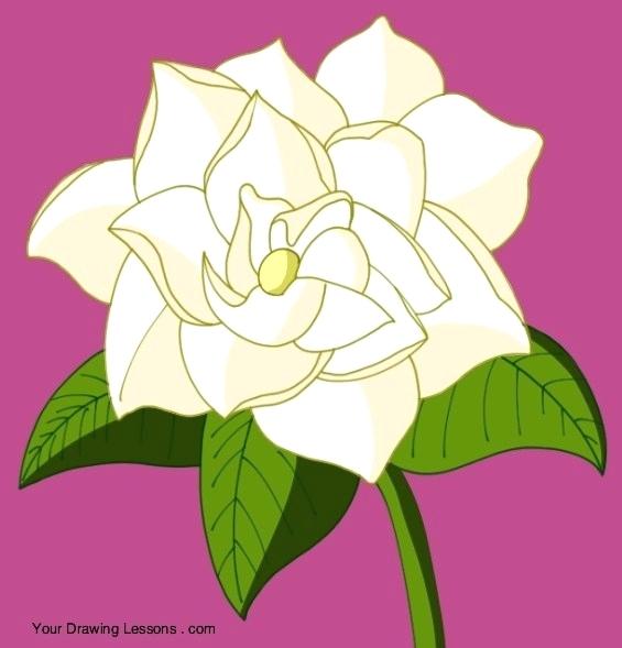 565x589 flower to draw easy handy tulip flower draw easy