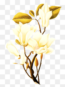 260x351 gardenia png, vectors, and clipart for free download