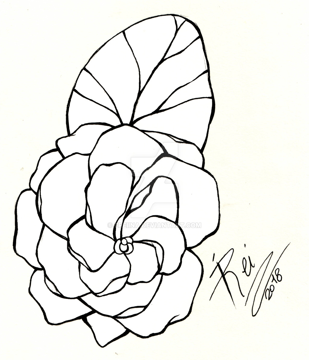 gardenia-drawing-free-download-on-clipartmag