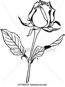 226x300 gardenia line drawing