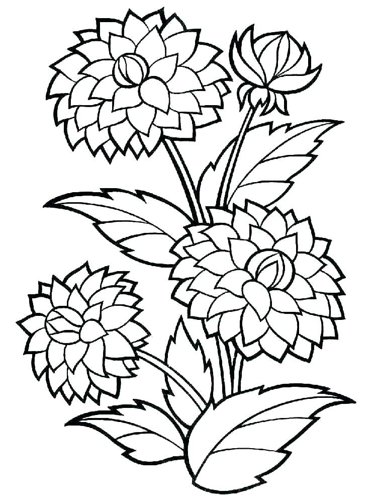 750x1000 collection gardenia flower coloring pages pictures