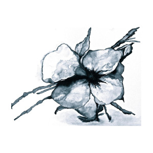 300x300 Cotton Flower Drawing
