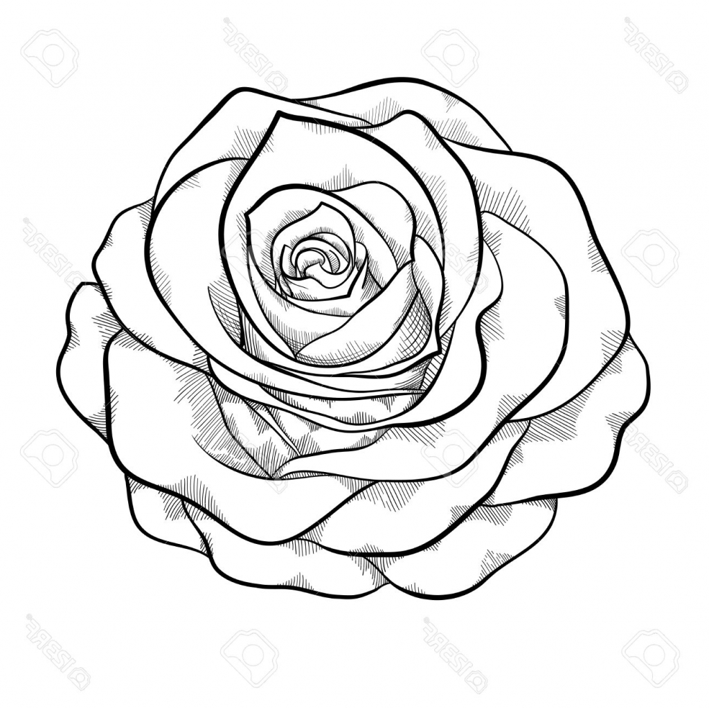 1024x1023 Black And White Drawing Of A Rose Flowers Tattoo Step Pencil Skull
