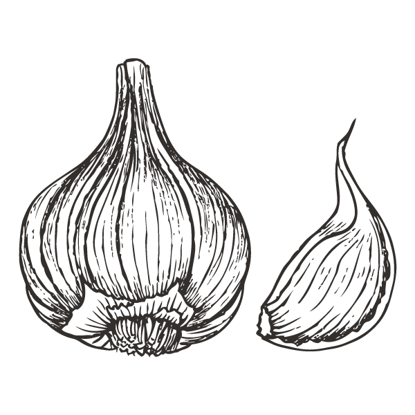 600x600 collection of free garlic drawing download on ui ex