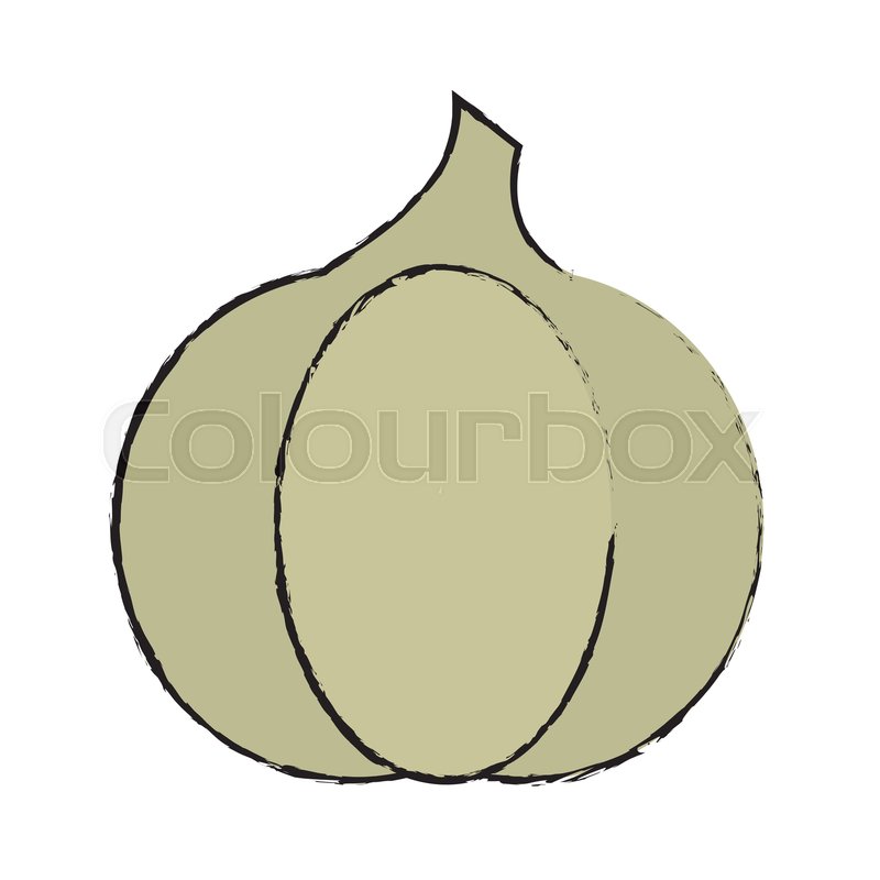 800x800 drawing garlic vegetable diet stock vector colourbox