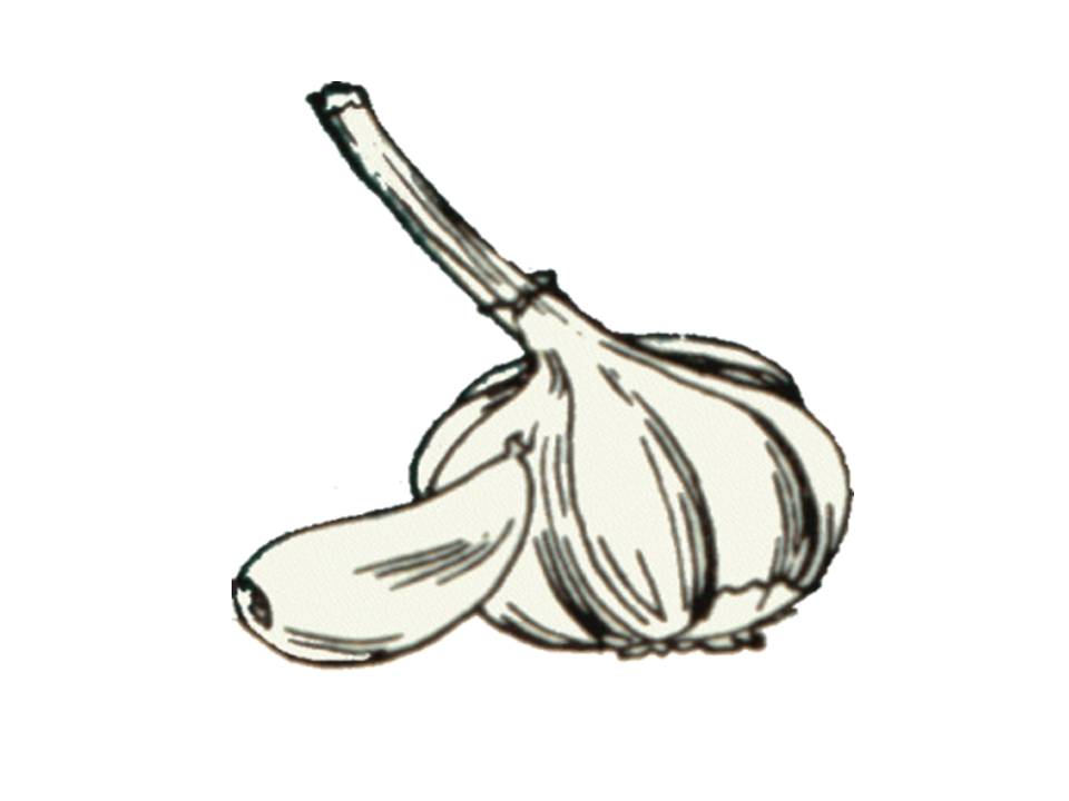 960x720 Garlic Through The Ages Russell Price Sport And Wellness