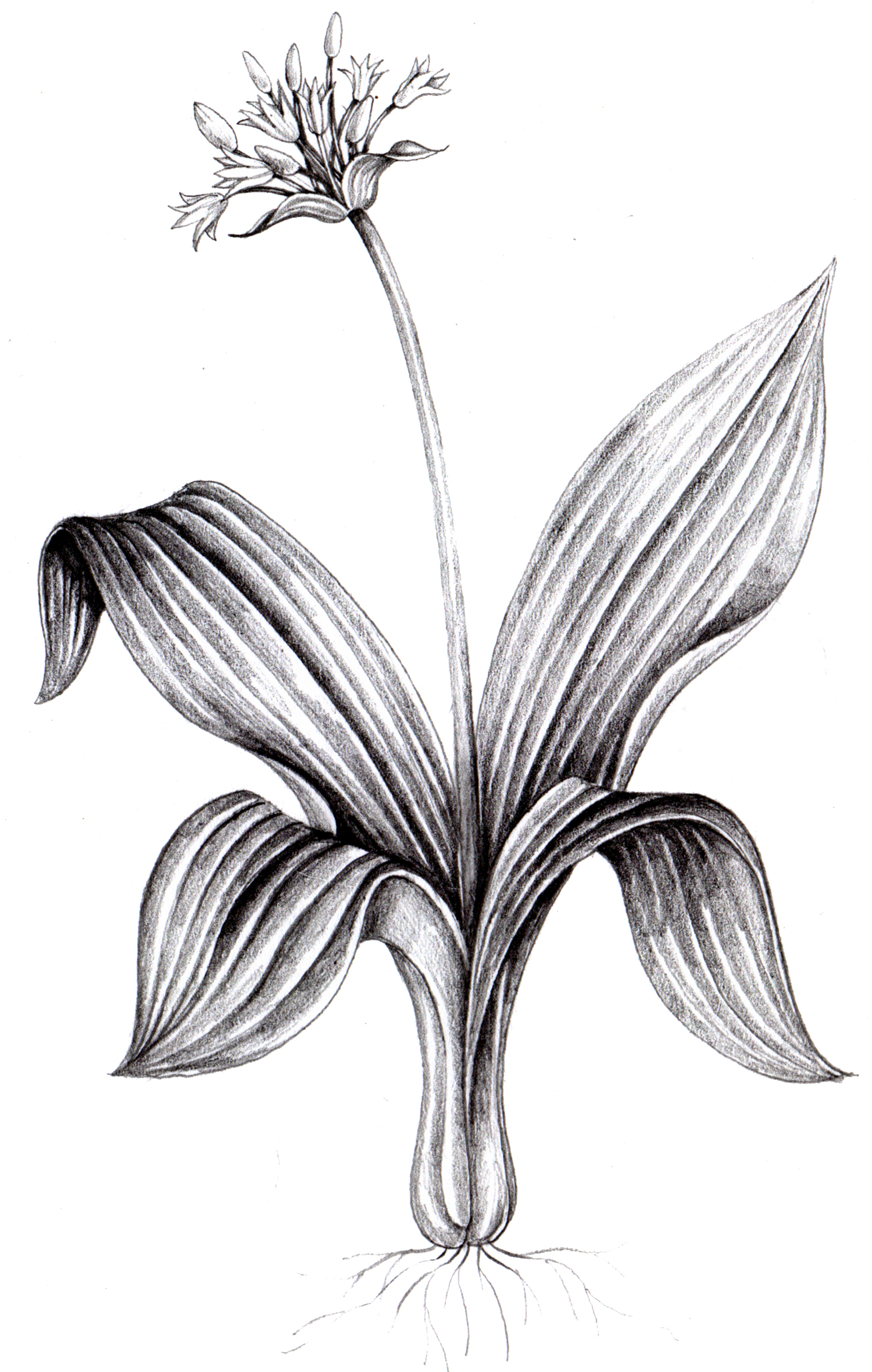 1500x2360 Wild Garlic Allium Ursinum Pencil