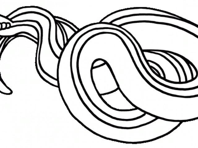 640x480 snake clipart black and white garter snake clipart