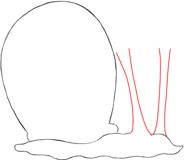 606x520 How To Draw Gary The Snail From Spongebob Squarepants