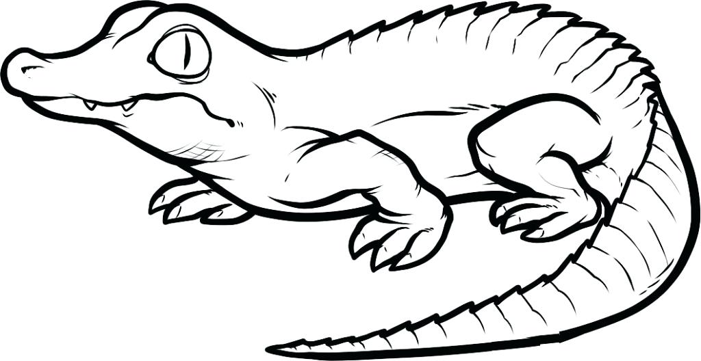1024x528 Florida Gator Coloring Pages Printable Drawings And Coloring Pages