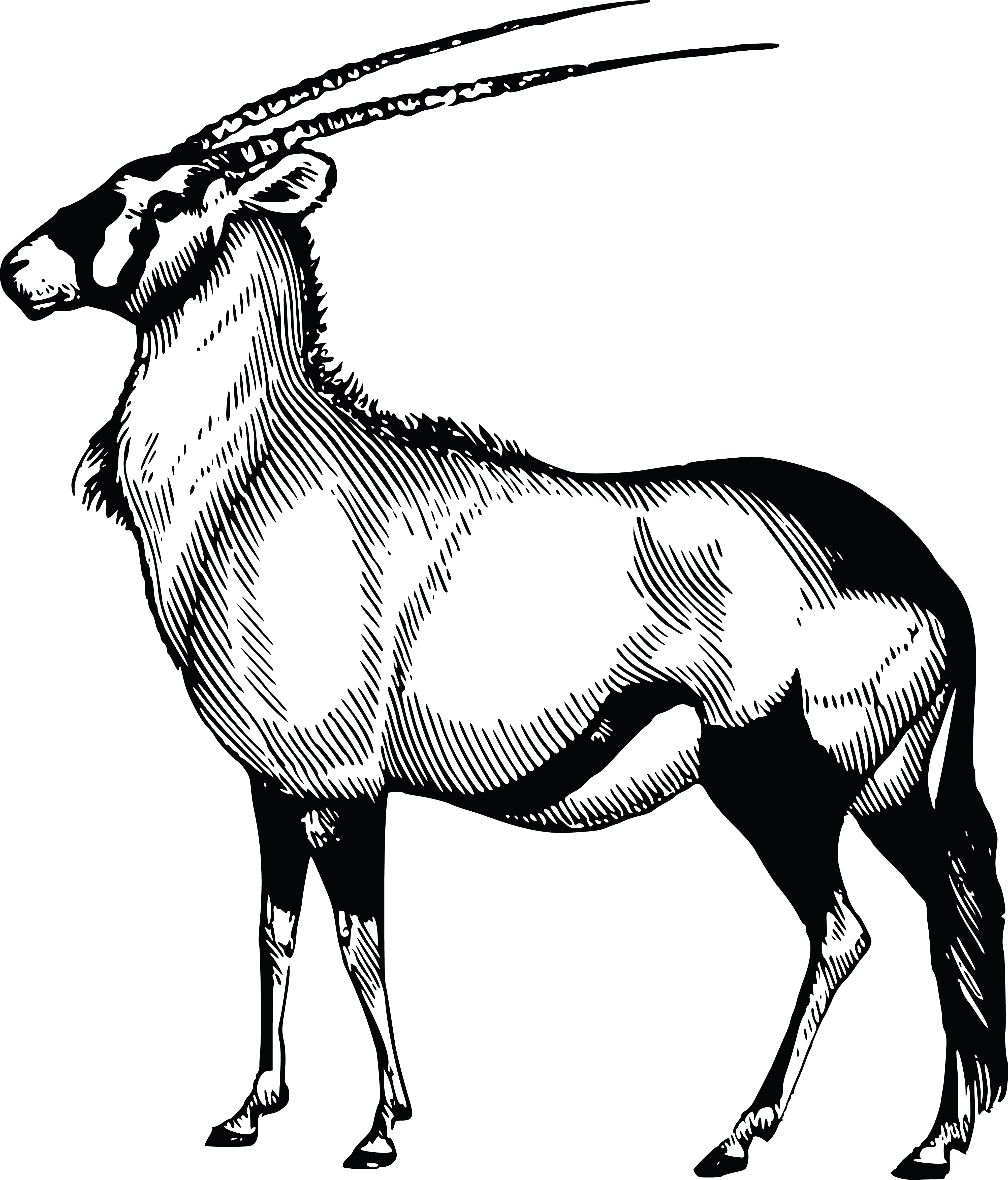 4000x4683 Free Clipart Of A Gazelle