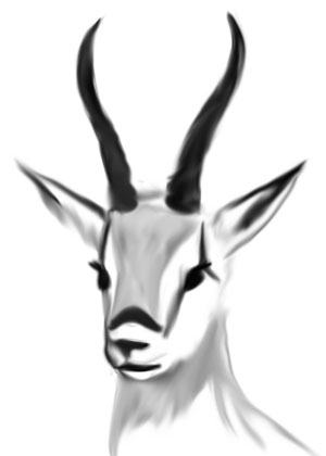 300x420 Gazelle Face Drawing