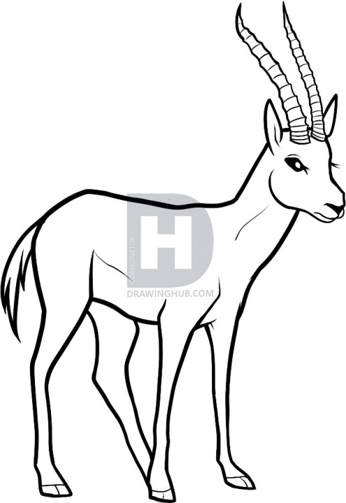 496x720 how to draw a gazelle, gazelle, step