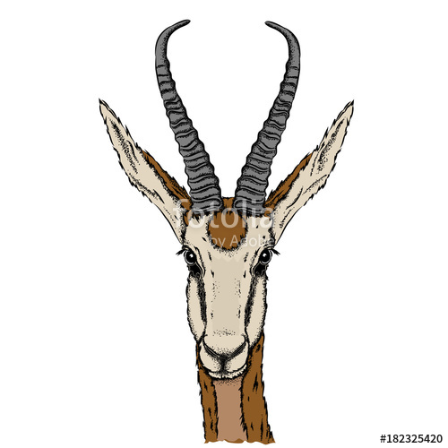 500x500 Portrait Of A Gazelle Can Be Used For Printing On T Shirts