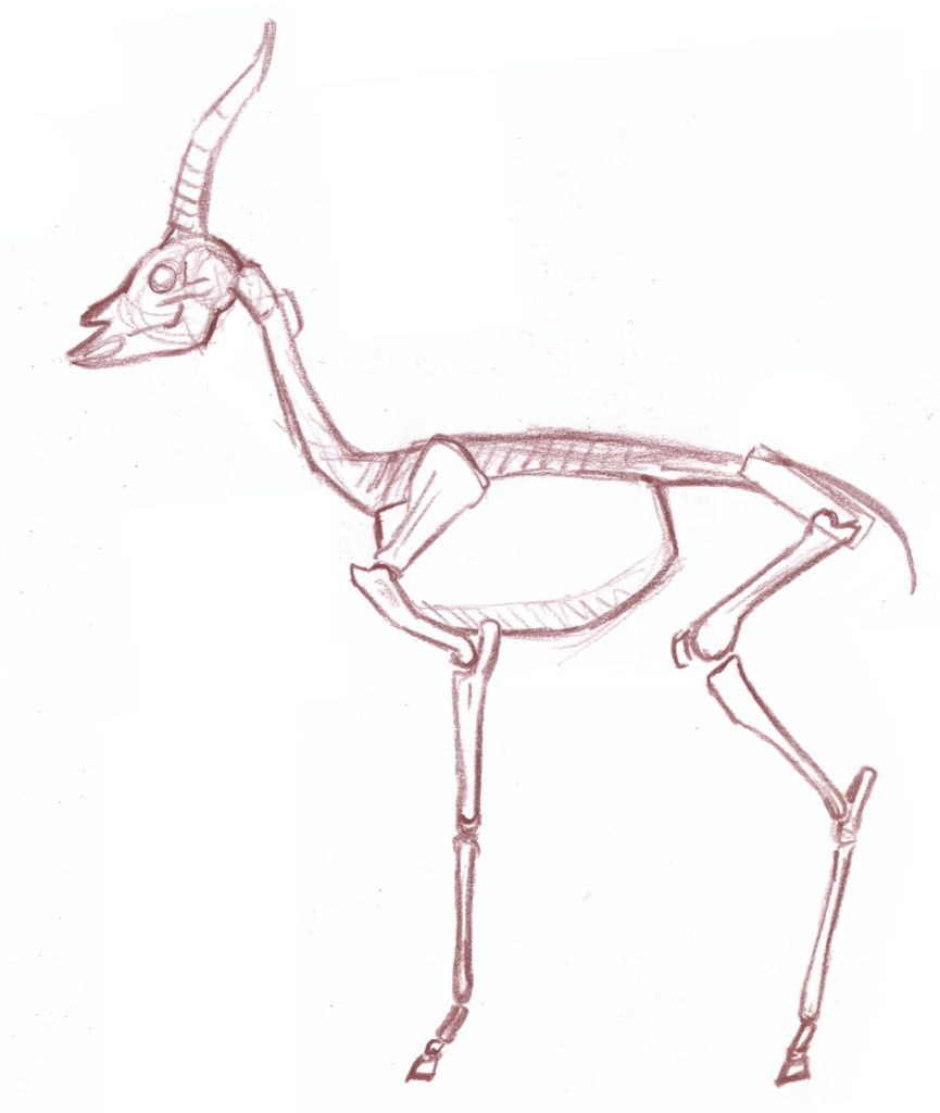 865x1024 Thompson Gazelle