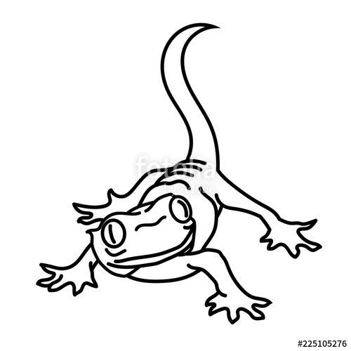 Gecko Drawing