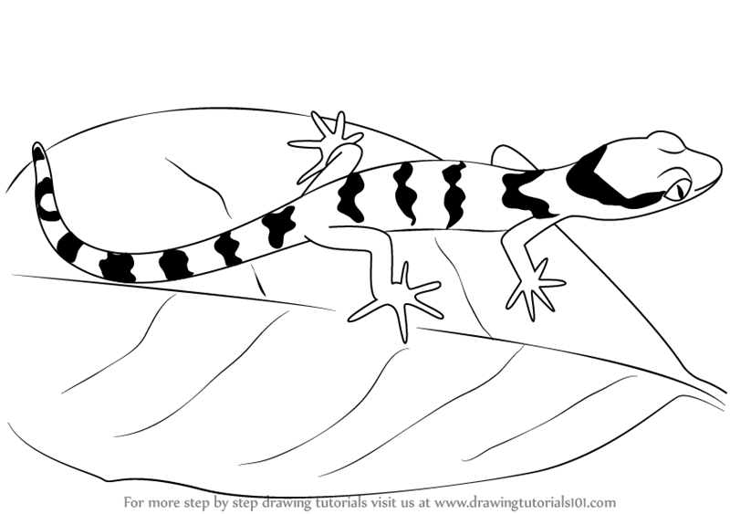 800x563 Learn How To Draw A Bent Toed Gecko