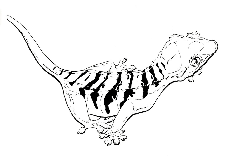 920x655 Leopard Gecko, An Art Print