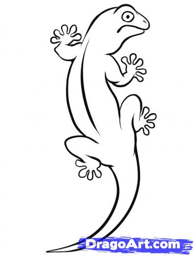 394x520 Step How To Draw A Gecko