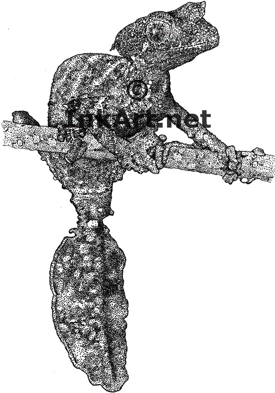 560x800 Wildlife Art Geckos