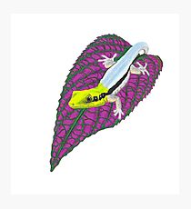 210x230 Day Gecko Drawing Photographic Prints Redbubble