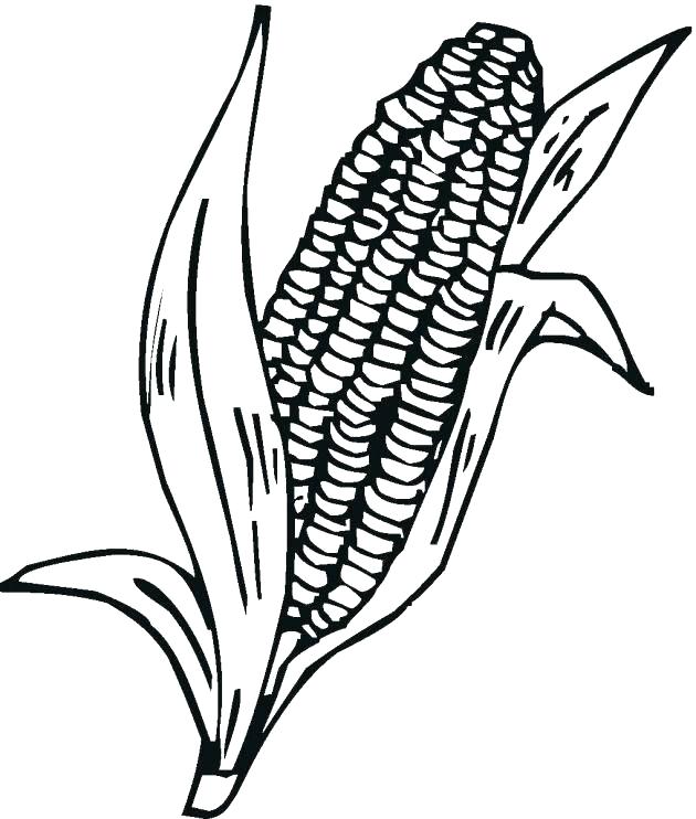 630x742 corn on the cob drawing glass gem corn on the cob hand drawn