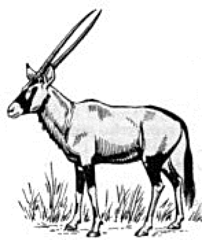 400x476 gemsbok png