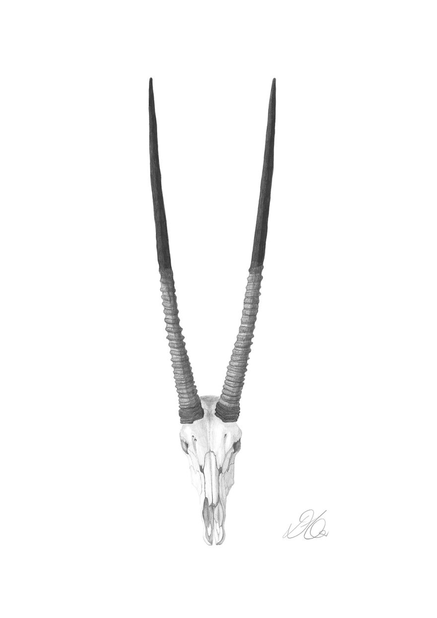 880x1244 image result for gemsbok skull tattoos piercings piercings