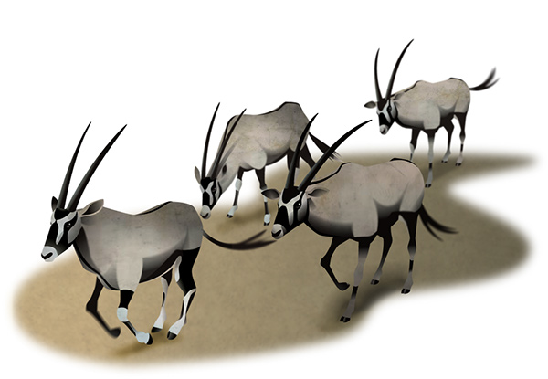 600x415 My Animal Drawings On Behance