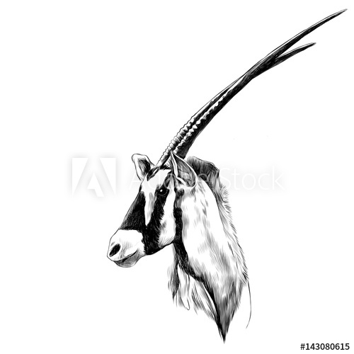 500x500 antelope head profile looking to the side, sketch vector graphics