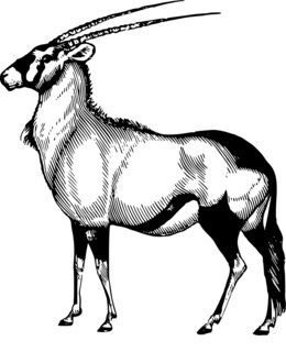 260x320 Deer, Transparent Png Image Clipart Free Download