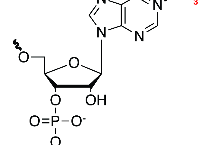 700x480 rna modification discovery suggests new code for control of gene
