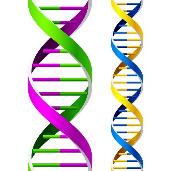 591x591 busting genealogy dna testing myths