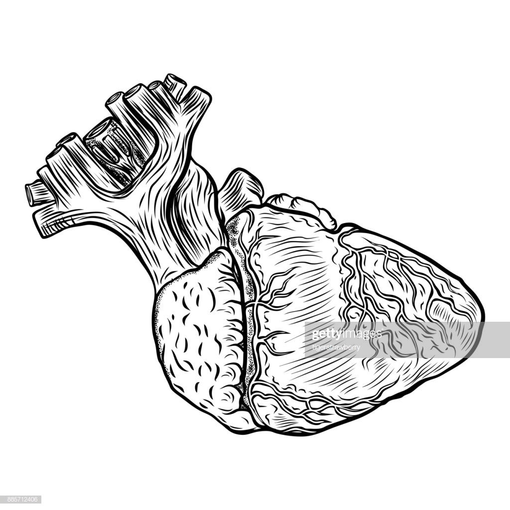 1024x1024 Anatomical Drawing Of A Heart Vintage Color Geometric Easy Step
