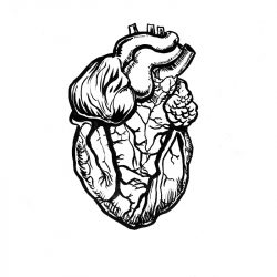 250x250 Anatomical Heart Drawing Leonardo Da Vinci Geometric Line Vintage