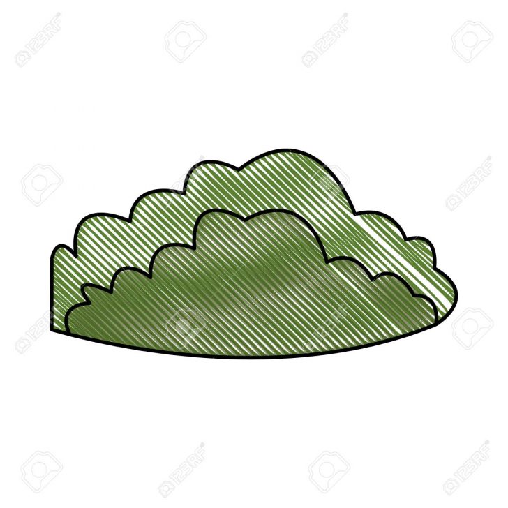 728x728 Bush Drawing Vector Thorn Autocad Cartoon Burning Clipart A Step