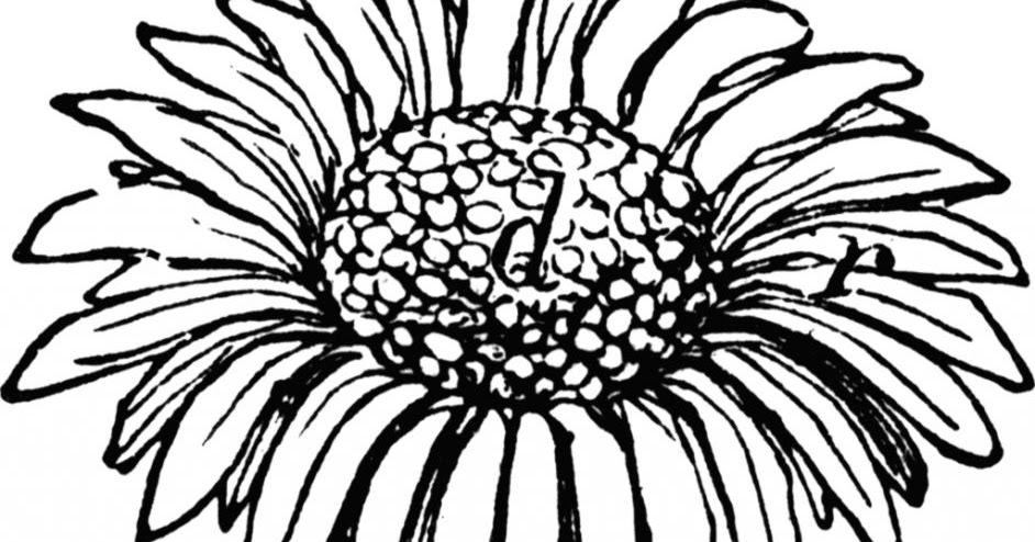 942x494 Daisy Drawing Amazing Wallpapers