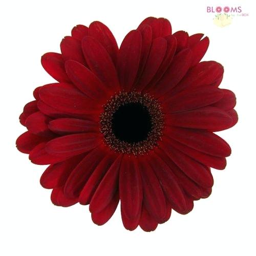 500x500 Gerbera Daisy Flowers Dying Plant Wholesale Orange Meaning