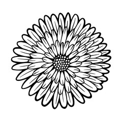 240x240 Gerbera Daisy Stock Photos And Royalty Free Images, Vectors