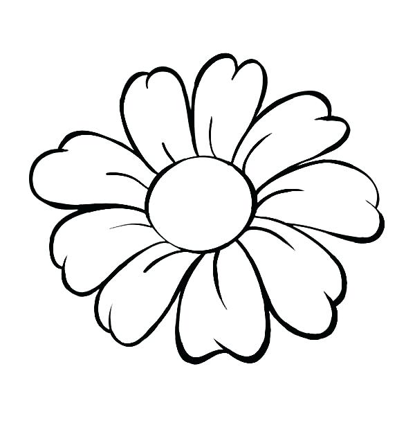 600x627 How To Draw A Daisy Flower How To Draw Daisy Easy Step