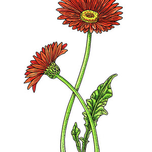 Gerbera Daisy Drawing | Free download on ClipArtMag