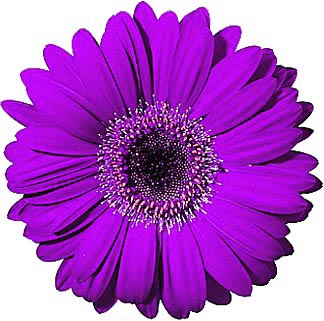 324x321 Gerbera Daisy Clipart