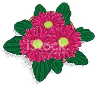 333x300 Hand Drawn Gerbera Daisy In Pot Premium Clipart