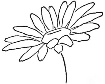 350x280 How To Draw A Daisy Draw Flowers Drawings, Art Drawings, Daisy